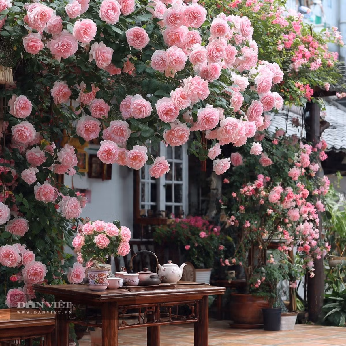 Tuy đẹp nhưng hoa hồng khá “khó chiều”. Cây cần cắt tỉa thường xuyên để tránh mọc um tùm và phải phòng trừ côn trùng như rệp, nhện đỏ – những loài rất dễ tấn công khi trời nóng.