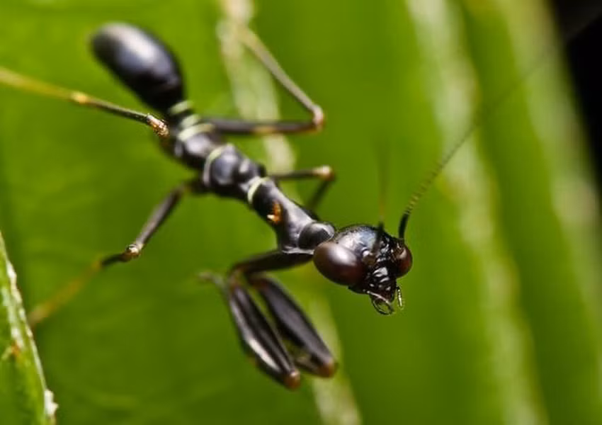 Theo giới khoa học, đây là một hình thức bắt chước hình dạng loài khác để tự vệ. Loài kiến vốn sống theo đàn và có bản năng bảo vệ đồng loại rất cao. Chú bọ ngựa giống với kiến sẽ khiến kẻ thù không dám đụng vào vì sợ rằng có cả một đàn kiến quanh đó.