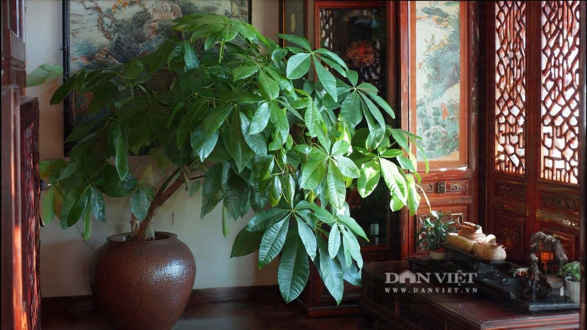 1. Cây cảnh Kim ngân: Kim ngân (Pachira aquatica), còn gọi là Money Tree, là cây cảnh trong nhà phổ biến, nổi bật với thân chắc khỏe và tán lá xanh mướt, toát lên vẻ vững vàng, sung túc.