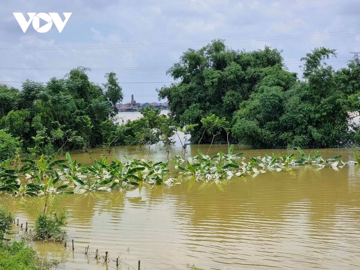 Nhiều diện tích cây ăn quả, hoa màu của người dân bị ảnh hưởng.