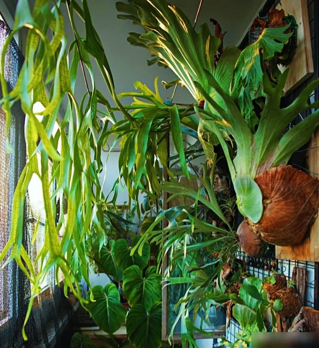 Vẻ đẹp của loài cây này nằm ở hai loại lá đặc biệt: lá gốc làm nhiệm vụ che chở, giữ ẩm và lá sinh sản dài, cong, có thể rủ xuống đẹp mắt.