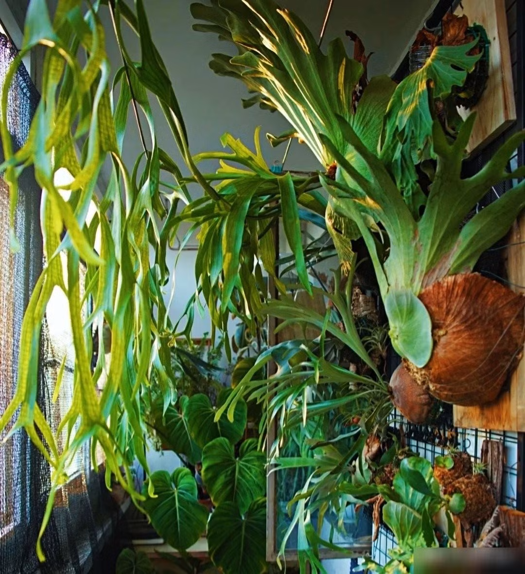 Vẻ đẹp của loài cây này nằm ở hai loại lá đặc biệt: lá gốc làm nhiệm vụ che chở, giữ ẩm và lá sinh sản dài, cong, có thể rủ xuống đẹp mắt.