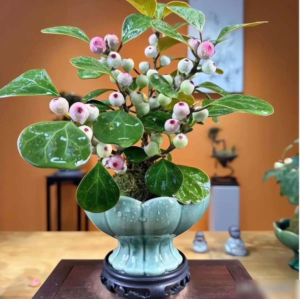 2. Cây cảnh Tiểu bồ đề: Tiểu bồ đề (Ficus diversifolia) được mệnh danh là cây “Thiền”, có dáng vẻ thanh tao, lá xanh như bàn tay Phật, mang lại cảm giác yên bình và trang nghiêm.