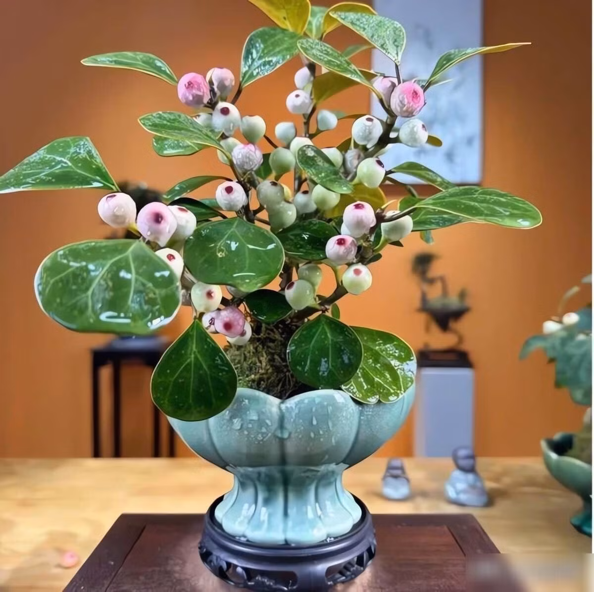 2. Cây cảnh Tiểu bồ đề: Tiểu bồ đề (Ficus diversifolia) được mệnh danh là cây “Thiền”, có dáng vẻ thanh tao, lá xanh như bàn tay Phật, mang lại cảm giác yên bình và trang nghiêm.