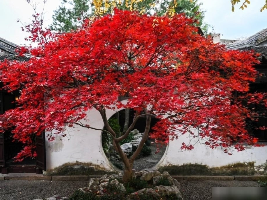 1. Cây phong đỏ – Biểu tượng gia đình hạnh phúc, thịnh vượng ba đời. Người xưa tin rằng, trồng cây phong đỏ trước nhà giúp gia đình đón tài lộc, hạnh phúc và may mắn dài lâu. Lá phong đỏ như ngọn lửa sưởi ấm tổ ấm.