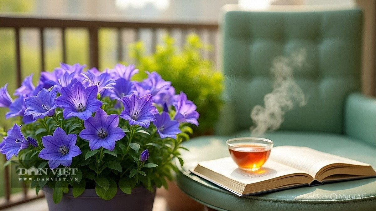  Trồng hoa chuông – gieo yêu thương, gặt chữa lành Nếu bạn đang cần một loài hoa giúp xoa dịu tâm hồn, hãy chọn Campanula. Khi nở rộ hàng ngàn bông, cây như gửi đến bạn một thông điệp: Bình yên đang ở rất gần.