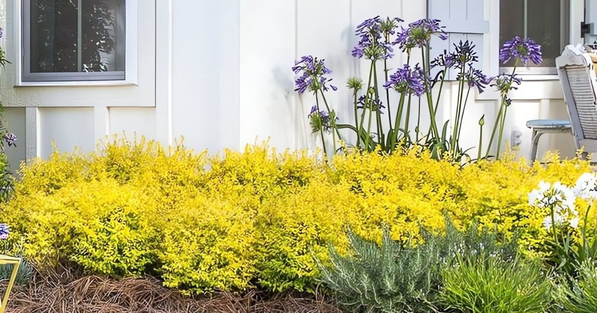 Người ta nói, cây cảnh Ánh dương (Ligustrum ‘Sunshine’) có thể nhìn thấy từ độ cao 3.000 mét trên máy bay. Màu sắc chói sáng của lá khiến chúng giống như được dát vàng.