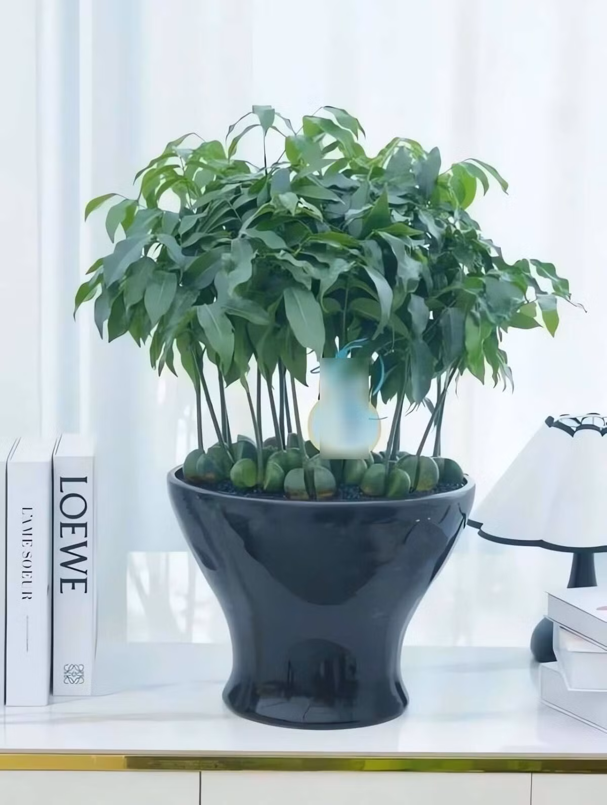 Cây ưa nhiệt độ 18–30°C, không chịu rét dưới 15°C. Có thể chịu bóng bán phần, tránh nắng gắt và gió điều hòa. Tưới nước mỗi tuần một lần trong mùa sinh trưởng, đảm bảo đất thoát nước tốt để tránh úng rễ.