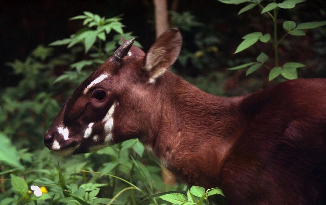 Sao la thuộc họ trâu bò, ước tính chỉ còn vài cá thể. Chúng được các nhà khoa học phát hiện lần đầu tiên vào năm 1992, là một trong những loài thú lớn đặc hữu có nguy cơ tuyệt chủng cao nhất trên thế giới. Theo Tổ chức Quốc tế về Bảo tồn Thiên nhiên (WWF Việt Nam), cho đến nay, chưa có nhà sinh vật học nào từng nhìn thấy sao la ngoài tự nhiên. Những hình ảnh hoang dã hiếm hoi của loài này có được là nhờ vào hệ thống bẫy ảnh do các nhà bảo tồn thiết lập trong các khu rừng tại Lào và Việt Nam. Bức ảnh chụp gần nhất của sao la là vào năm 2013 tại rừng Quảng Nam, do một máy bẫy ảnh của WWF ghi lại. Ảnh: WWF.