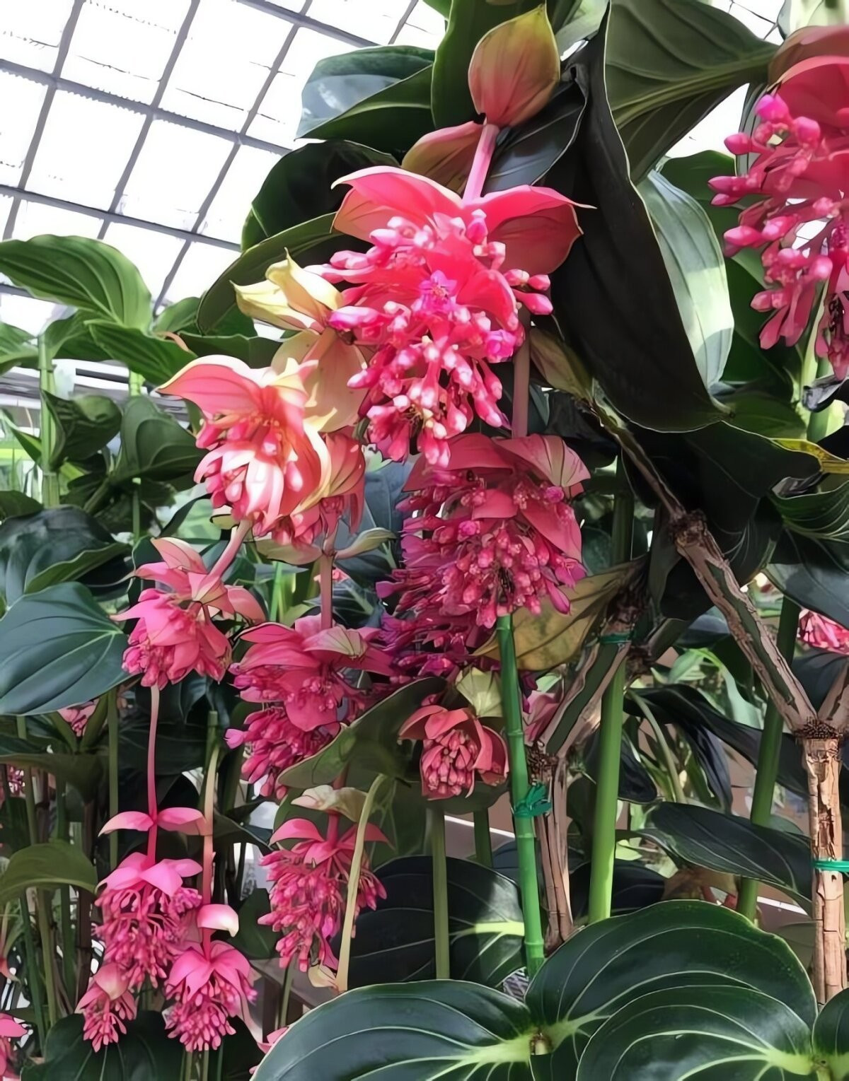 Khi đặt trong phòng khách, cây tạo nên không gian thanh lịch, rạng rỡ như lễ hội. Vì vậy, những gia đình khá giả rất chuộng trồng vào dịp Tết, thể hiện lời chúc “điều tốt đẹp nối tiếp nhau”.