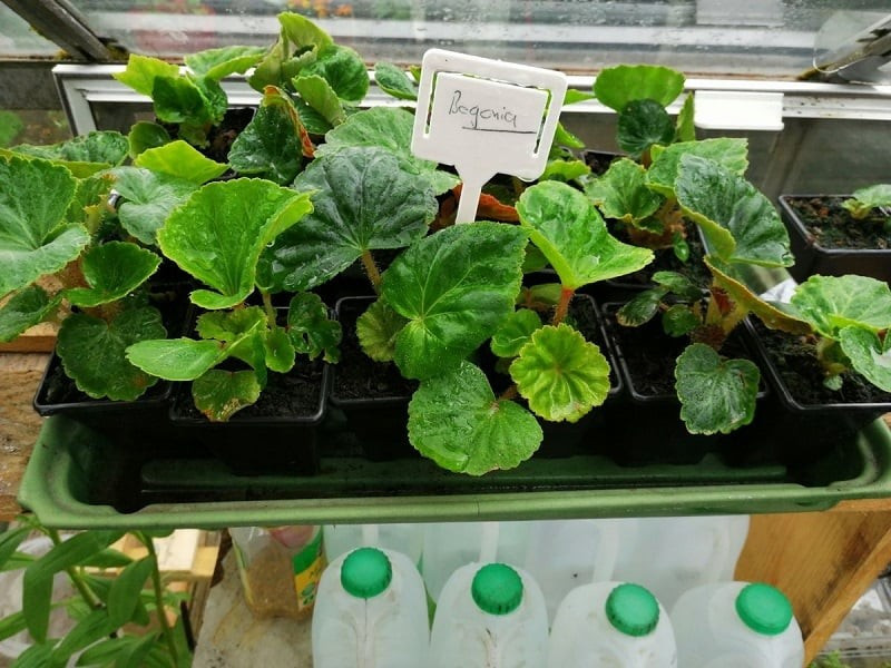 Việc cắt tỉa cây cảnh thu hải đường khá đơn giản và không tốn nhiều công sức, nhưng đóng vai trò quan trọng trong việc duy trì hình dáng và sức sống của cây.