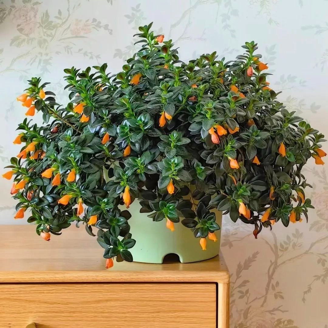 Dễ trồng, dễ nhân giống: Chỉ cần vài nhánh cắm vào đất ẩm, cây sẽ nhanh chóng mọc rễ và lan rộng. Ngay cả người mới trồng cũng dễ dàng chăm sóc thành công.