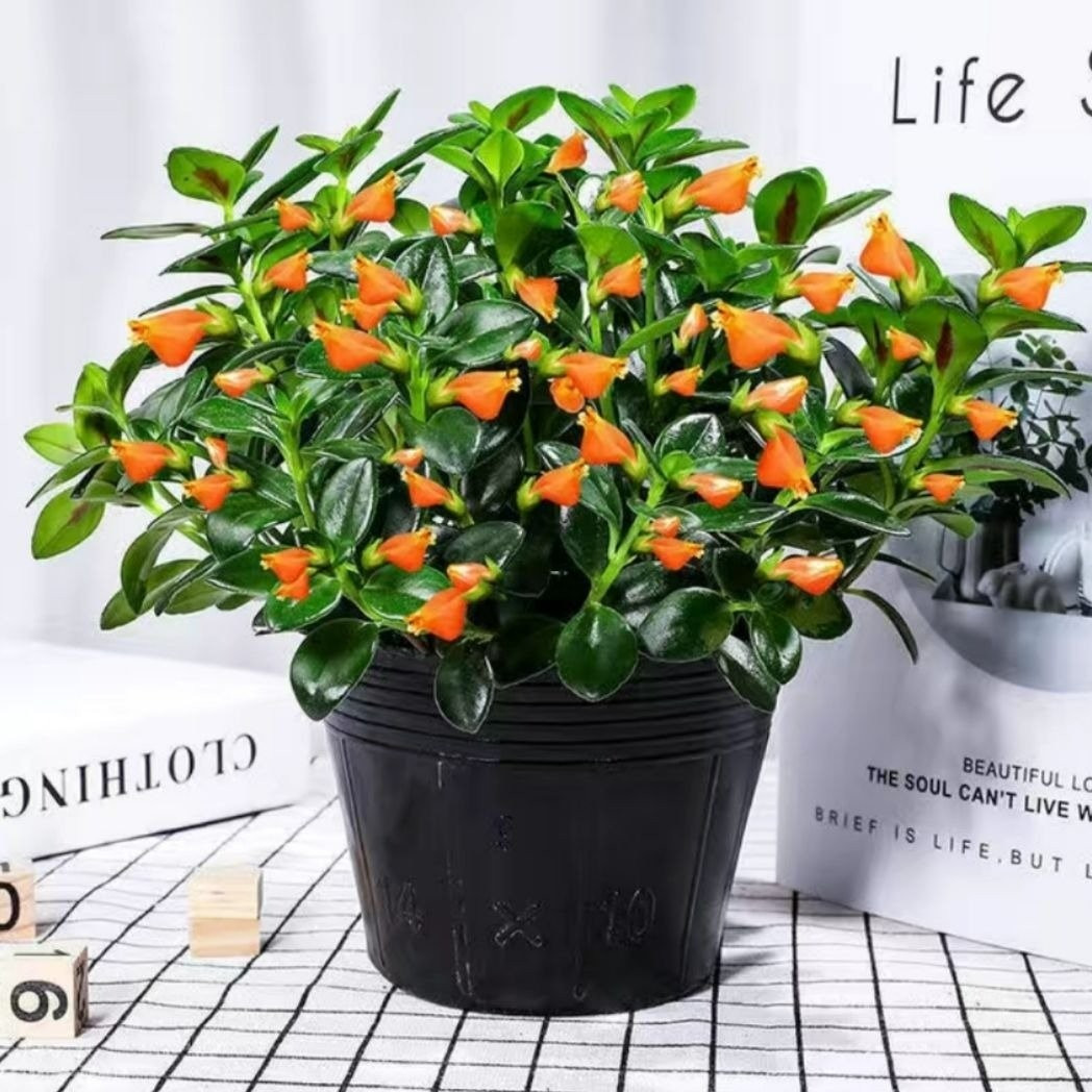 Cây cảnh đáng trồng cho nhà hiện đại: Cây cá vàng không chỉ là vật trang trí đẹp mắt mà còn mang ý nghĩa phong thủy, dễ chăm sóc và tạo điểm nhấn độc đáo. Một lựa chọn tuyệt vời để biến ngôi nhà bạn thành không gian sống xanh mát và đầy sinh khí.