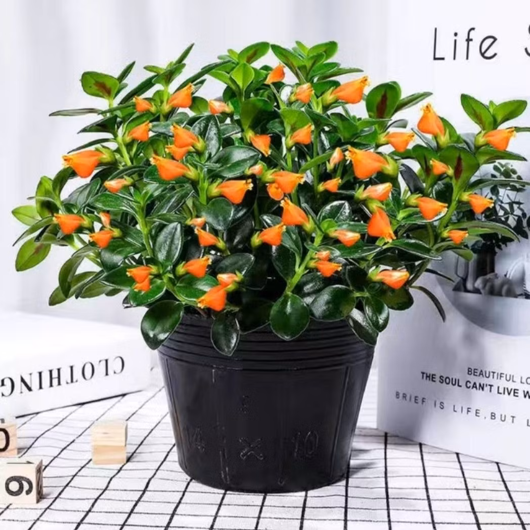 Cây cảnh đáng trồng cho nhà hiện đại: Cây cá vàng không chỉ là vật trang trí đẹp mắt mà còn mang ý nghĩa phong thủy, dễ chăm sóc và tạo điểm nhấn độc đáo. Một lựa chọn tuyệt vời để biến ngôi nhà bạn thành không gian sống xanh mát và đầy sinh khí.