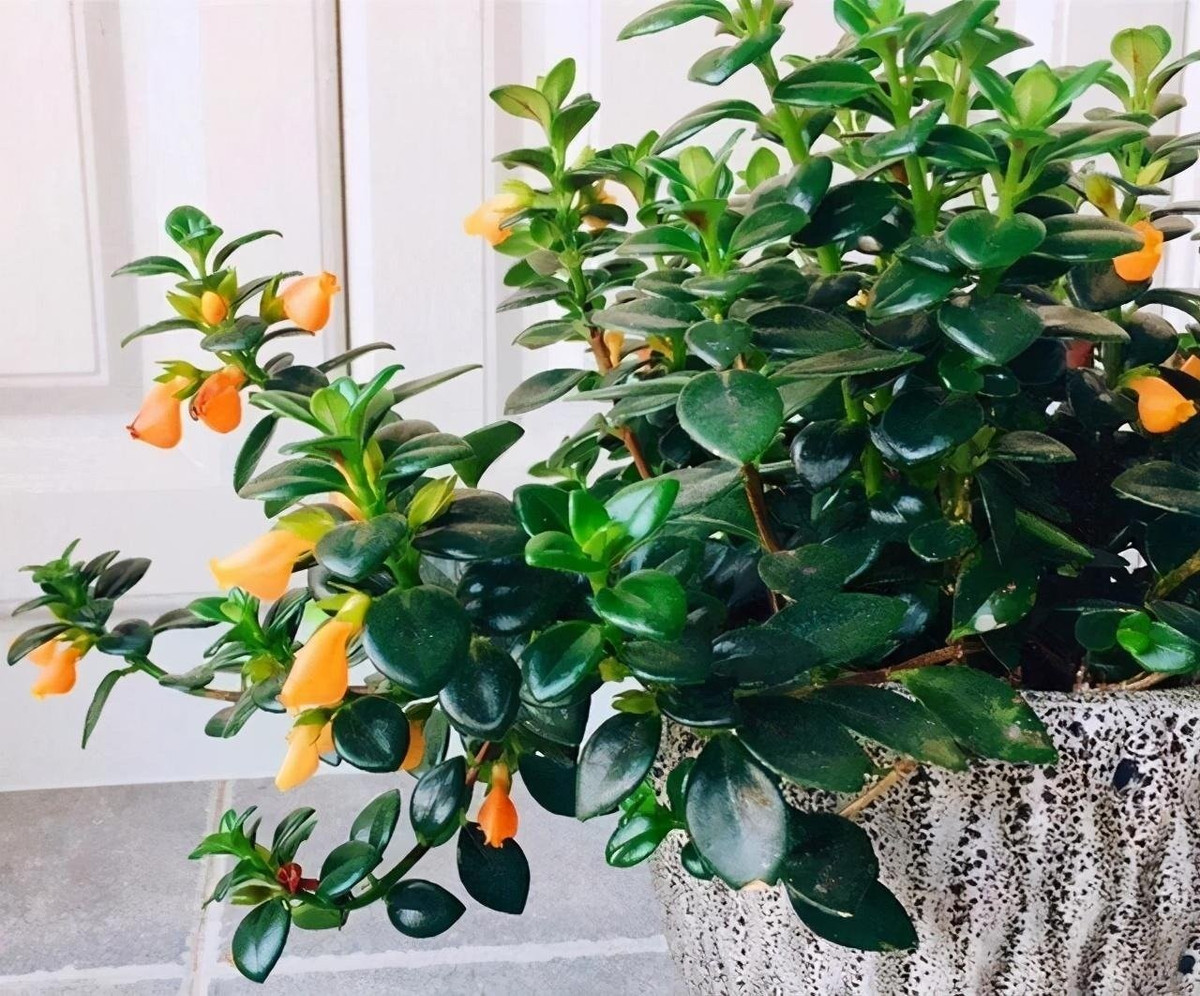 4 mẹo chăm sóc cây cá vàng khỏe mạnh: Ánh sáng: Ưa sáng tán xạ, tránh nắng gắt. Tưới nước: Giữ đất ẩm, tưới 2–3 lần/tuần hè, 1 lần/tuần đông. Đất: Dinh dưỡng, tơi xốp, thoát nước tốt. Bón phân: Mỗi tháng 1 lần, dừng vào mùa đông.