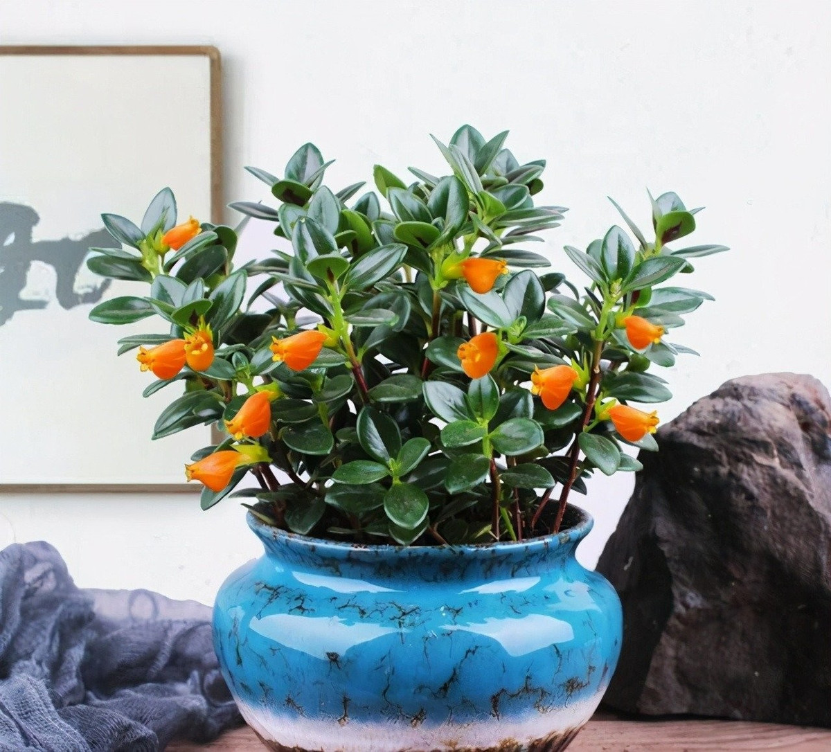 Vẻ đẹp sinh động như những chú cá vàng: Cây cá vàng (Nematanthus gregarious) gây ấn tượng bởi những bông hoa đỏ cam căng tròn, trông như cá vàng đang bơi giữa tán lá xanh bóng – mang đến cảm giác sinh động và tươi mới.