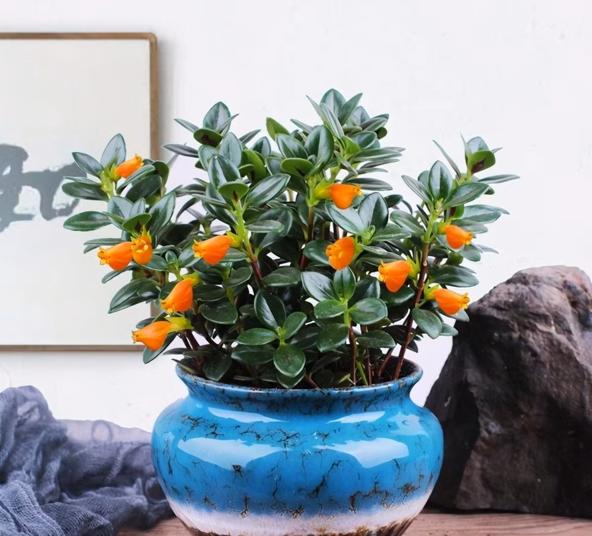 Vẻ đẹp sinh động như những chú cá vàng: Cây cá vàng (Nematanthus gregarious) gây ấn tượng bởi những bông hoa đỏ cam căng tròn, trông như cá vàng đang bơi giữa tán lá xanh bóng – mang đến cảm giác sinh động và tươi mới.