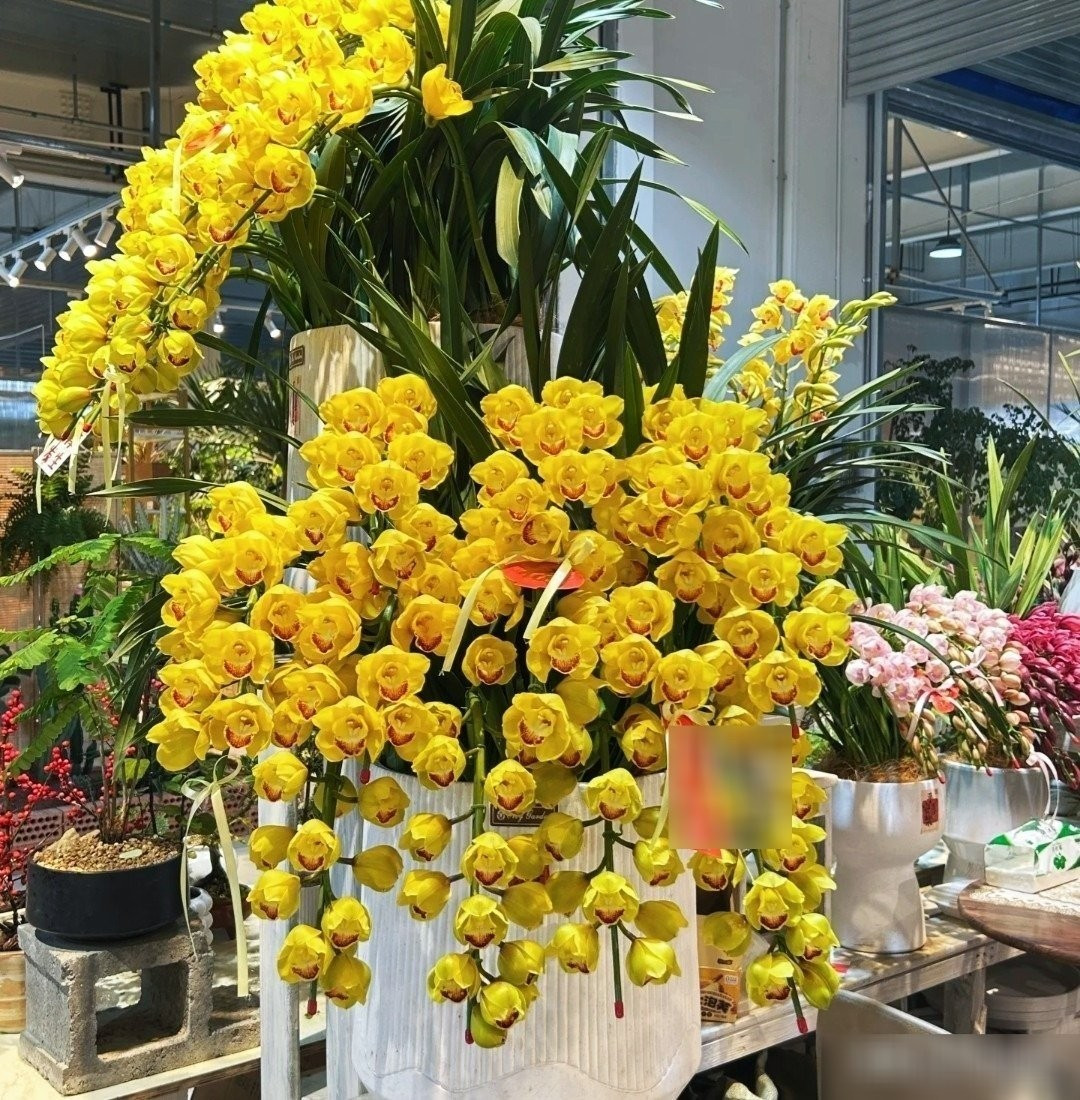 3. Địa lan: Địa lan tượng trưng cho sự sang trọng và tinh tế, rất được ưa chuộng bày trong dịp Tết. Lá dài xanh thẫm, dáng uyển chuyển; cụm hoa vươn thẳng, từng bông nhỏ như đàn bướm đang đậu, hài hòa như tranh thủy mặc.