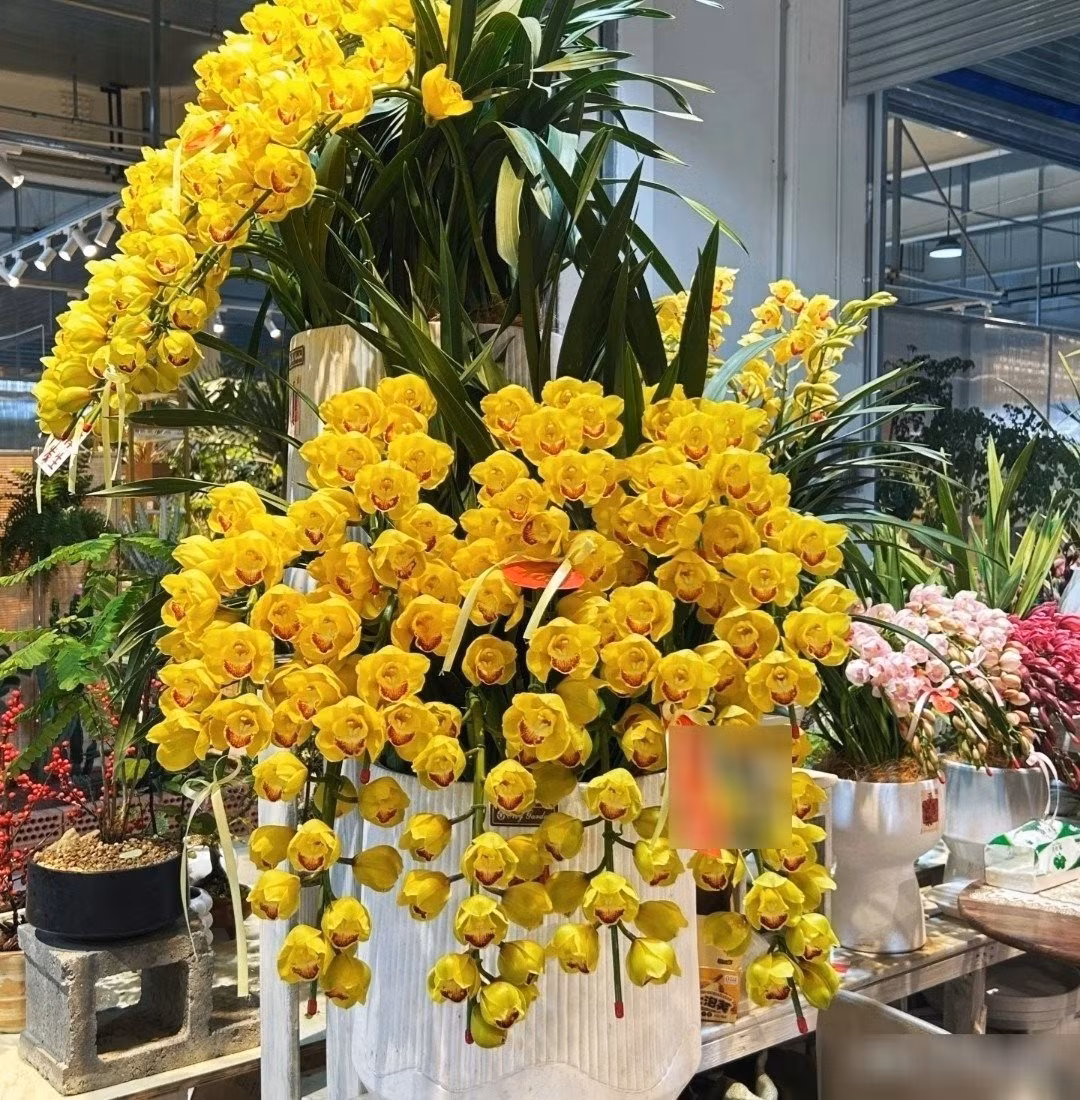 3. Địa lan: Địa lan tượng trưng cho sự sang trọng và tinh tế, rất được ưa chuộng bày trong dịp Tết. Lá dài xanh thẫm, dáng uyển chuyển; cụm hoa vươn thẳng, từng bông nhỏ như đàn bướm đang đậu, hài hòa như tranh thủy mặc.