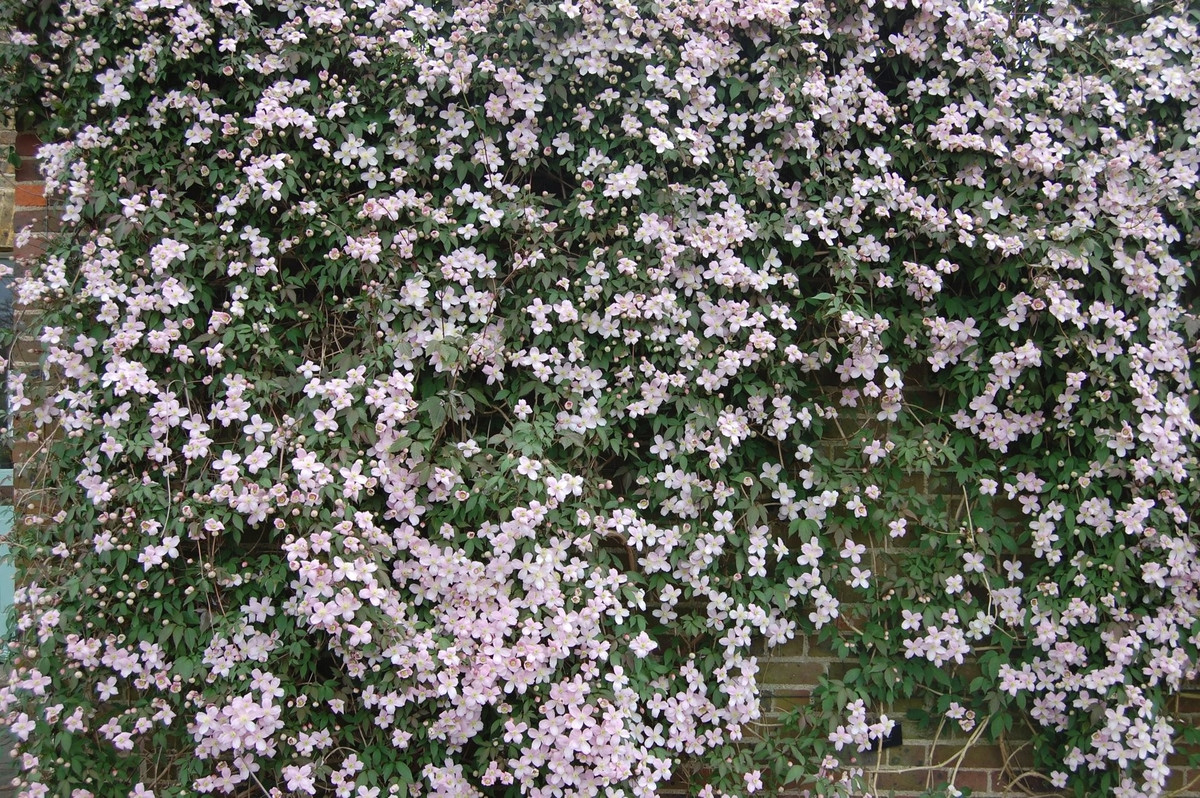 Thích nghi tốt với nhiều khí hậu: Cây chịu được lạnh tới -15℃ và nóng đến 38℃. Trong điều kiện khắc nghiệt, chỉ cần phủ gốc giữ ẩm hoặc che chắn nhẹ là cây vẫn vững vàng phát triển.