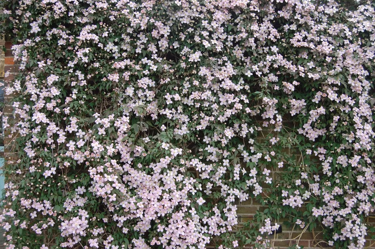 Thích nghi tốt với nhiều khí hậu: Cây chịu được lạnh tới -15℃ và nóng đến 38℃. Trong điều kiện khắc nghiệt, chỉ cần phủ gốc giữ ẩm hoặc che chắn nhẹ là cây vẫn vững vàng phát triển.