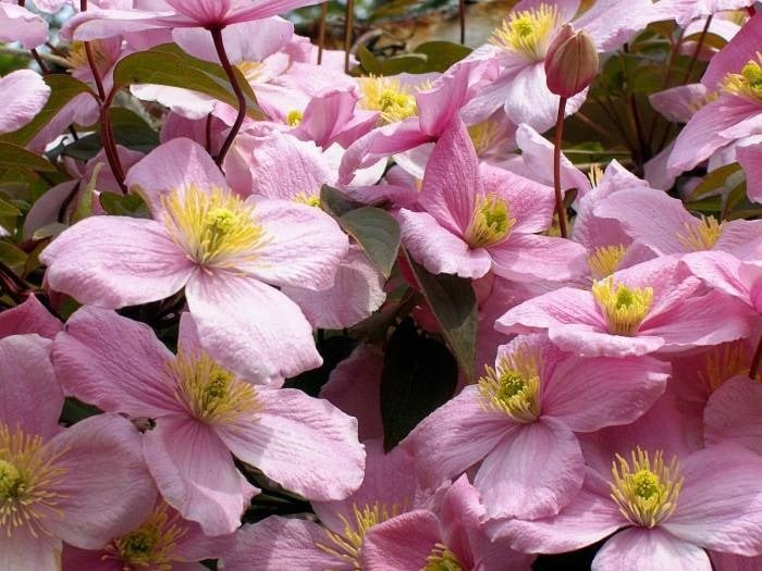 Giàn cây leo lý tưởng cho mọi khu vườn: Thân cây leo màu đồng, lá tía non rồi xanh thẫm – tất cả phối hợp hài hòa, giúp cây không chỉ đẹp khi nở mà còn hấp dẫn quanh năm.