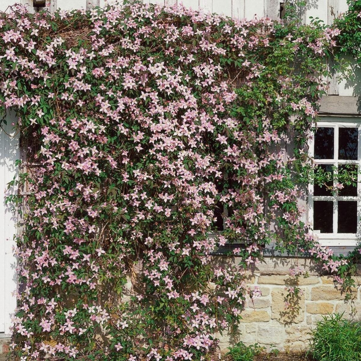 Lời mời gọi lãng mạn từ thiên nhiên: Nếu bạn yêu thích vẻ đẹp phấn hồng dịu dàng, hương vani ngọt ngào và cảm giác bình yên như cổ tích, đừng ngần ngại “rước” ông lão Montana ‘Rubens’ về làm bạn vườn nhé!