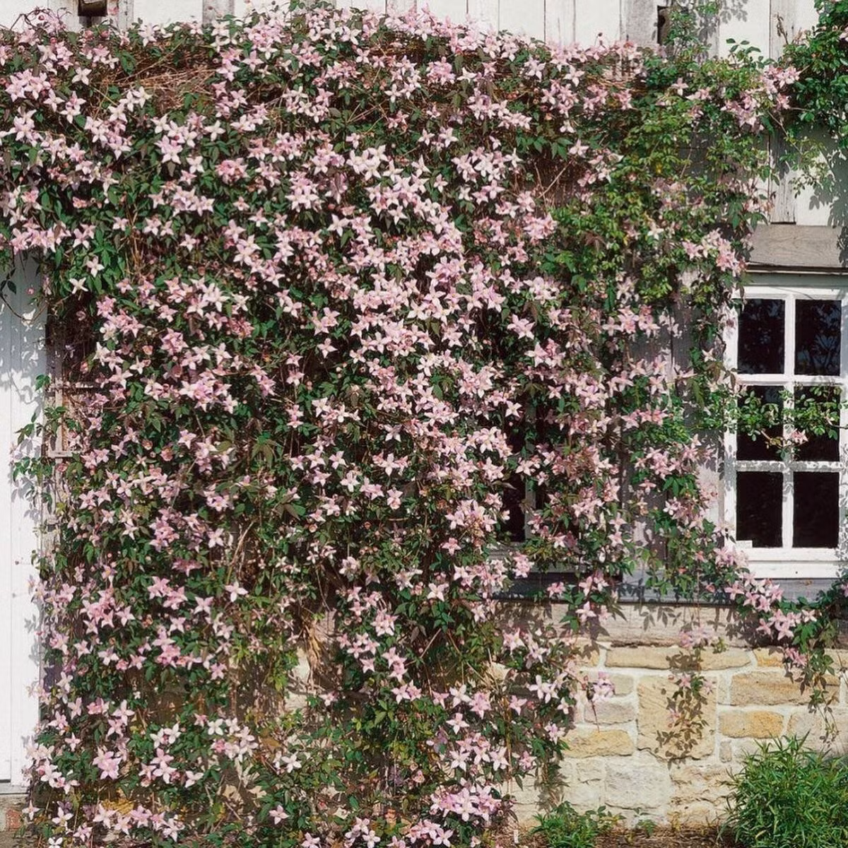 Lời mời gọi lãng mạn từ thiên nhiên: Nếu bạn yêu thích vẻ đẹp phấn hồng dịu dàng, hương vani ngọt ngào và cảm giác bình yên như cổ tích, đừng ngần ngại “rước” ông lão Montana ‘Rubens’ về làm bạn vườn nhé!