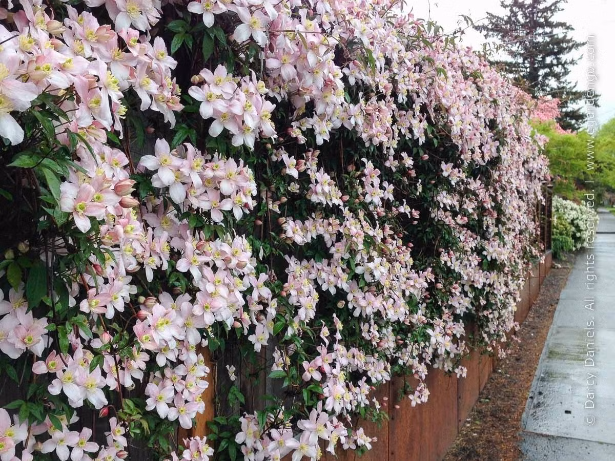 Càng chăm – càng “bung lụa”: Chăm đều nước, bón phân cân đối theo mùa, cây sẽ bung hoa nhiều hơn, dày hơn mỗi năm. Năm sau luôn rực rỡ hơn năm trước nếu biết cách nâng niu.