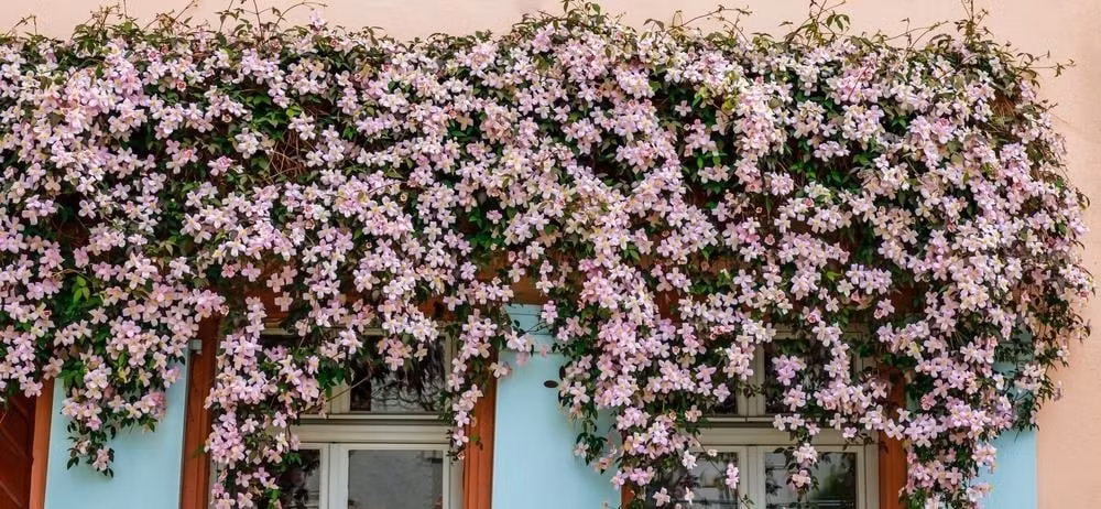 Cắt tỉa đúng lúc – hoa nở đúng ý: Tỉa nhẹ sau mùa hoa giúp cây định hình gọn gàng, tập trung dinh dưỡng. Tránh cắt tỉa giữa mùa hè để giữ độ ẩm và sức sống cho cây.