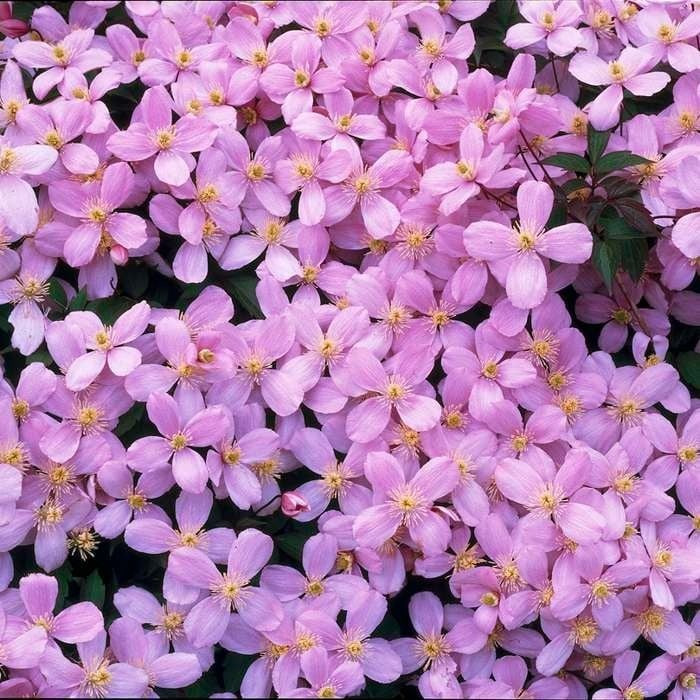 Khung cảnh thần tiên giữa đời thực: Những bông hoa nhỏ xinh phủ kín giàn, biến không gian trở nên rạng rỡ như cổ tích. Đi ngang qua, bạn sẽ có cảm giác như lạc vào khu vườn lãng mạn ở châu Âu.