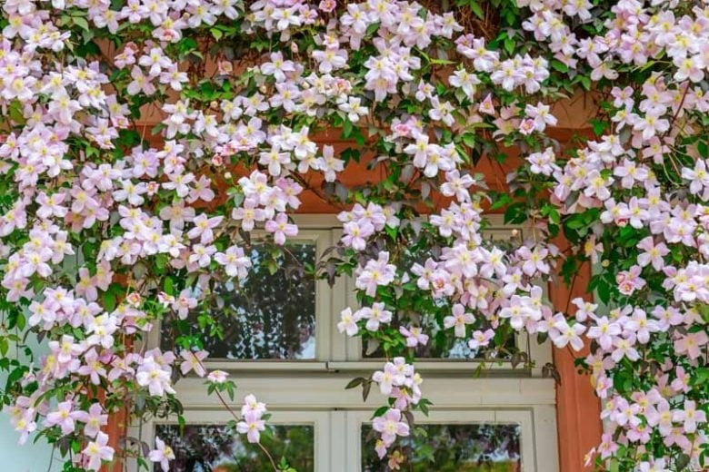 Tỏa sáng vào mùa xuân – đầu hè: Cây bắt đầu khoe sắc từ cuối xuân, đỉnh điểm vào đầu hè. Khi đó, cả giàn cây tràn ngập hoa, như bức tranh sơn dầu sống động giữa khu vườn.