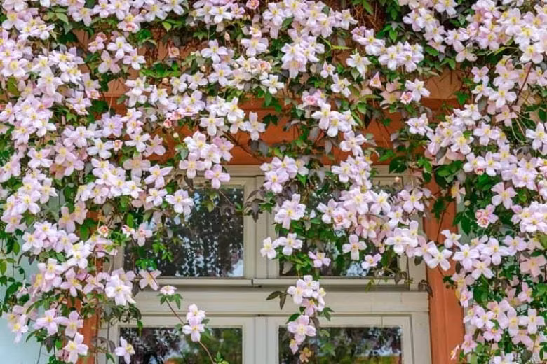 Tỏa sáng vào mùa xuân – đầu hè: Cây bắt đầu khoe sắc từ cuối xuân, đỉnh điểm vào đầu hè. Khi đó, cả giàn cây tràn ngập hoa, như bức tranh sơn dầu sống động giữa khu vườn.