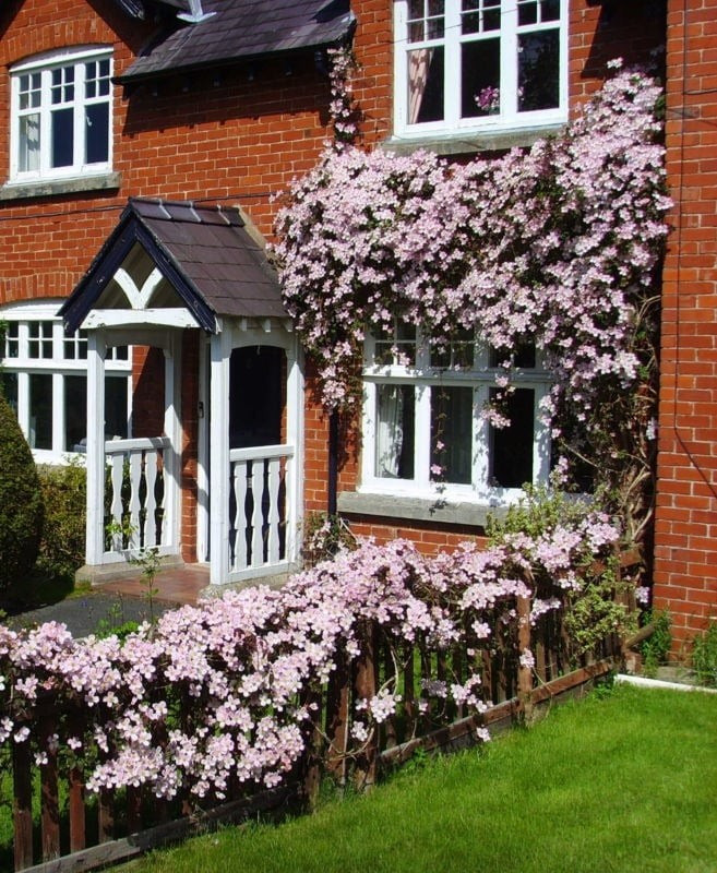 Yêu nắng nhưng vẫn chịu được bóng râm: 'Rubens' cần ít nhất 6 tiếng nắng mỗi ngày để nở tốt, nhưng cũng chịu được ánh sáng bán phần, rất linh hoạt với nhiều kiểu sân vườn khác nhau.