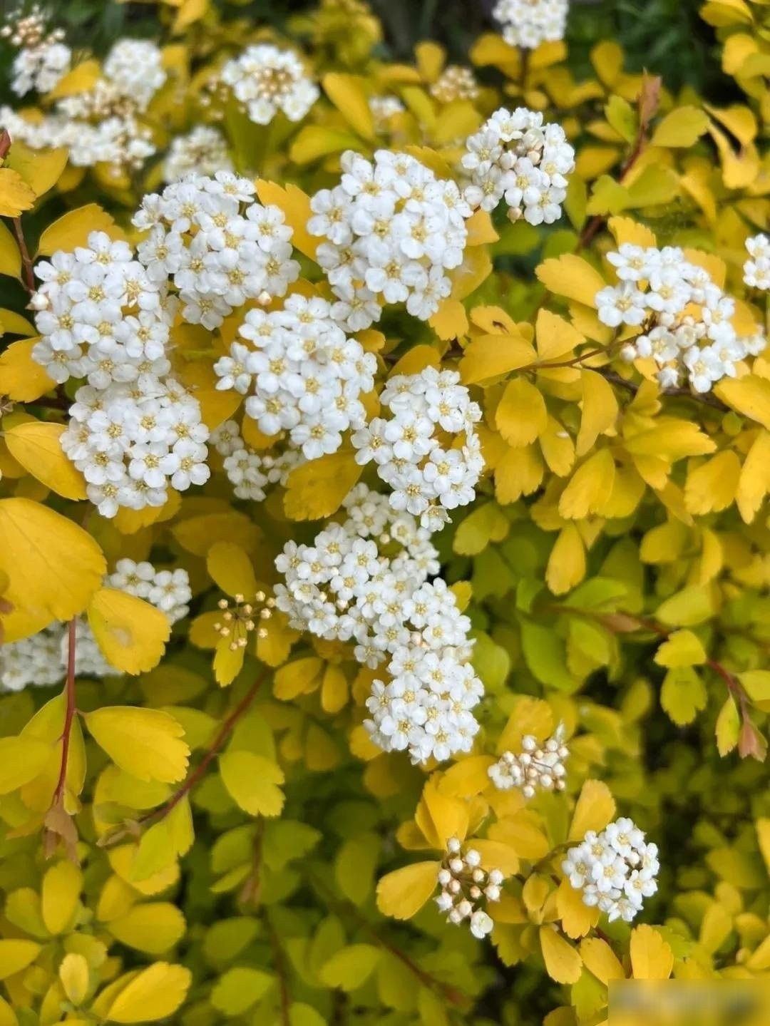 Khi lá lên ngôi vào mùa thu. Sau đợt hoa, cây bắt đầu kết trái. Rồi thu về, lá lại chuyển sắc vàng kim, sau đó chuyển đỏ cam – điểm tô mùa thu một cách tinh tế.