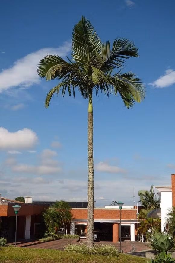  3. Cây cau: Không chỉ có giá trị thẩm mỹ và truyền thống, cây cau mang dáng vẻ ngay thẳng, thanh thoát được ông bà nhận xét là đúng kiểu nhà có nề nếp.