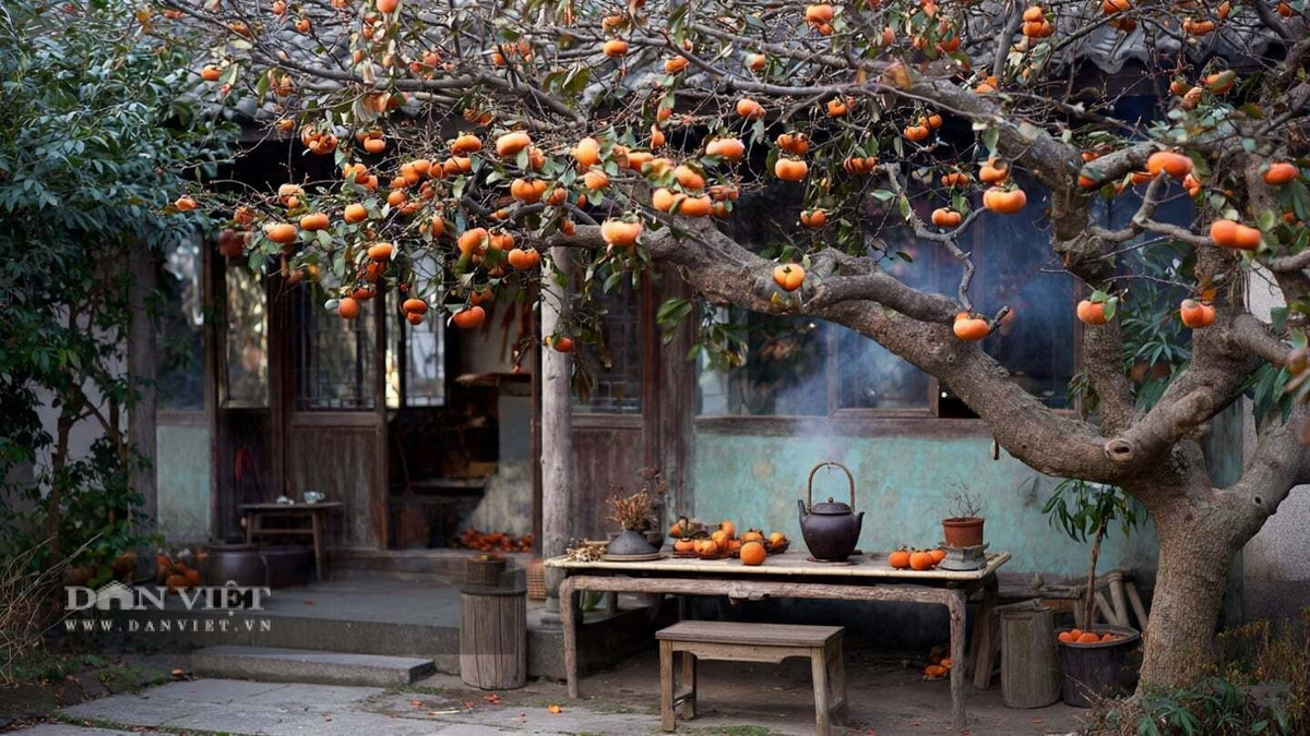 Ngoài ý nghĩa phong thủy, quả hồng còn ngon, giàu dinh dưỡng và có giá trị kinh tế cao. Với vẻ đẹp rực rỡ và công dụng đa dạng trong ẩm thực, cây hồng được trồng phổ biến, mang lại niềm vui và sự đủ đầy cho gia đình.