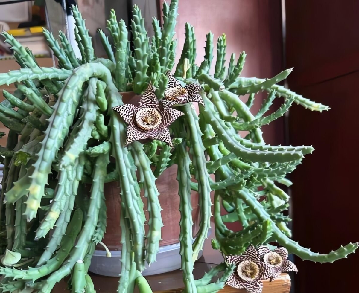 Hoa của loài này có hình sao năm cánh, phủ lông mịn và đốm da báo rực rỡ. Màu phổ biến là vàng nâu, nhưng cũng có sắc đỏ, tím hiếm gặp.