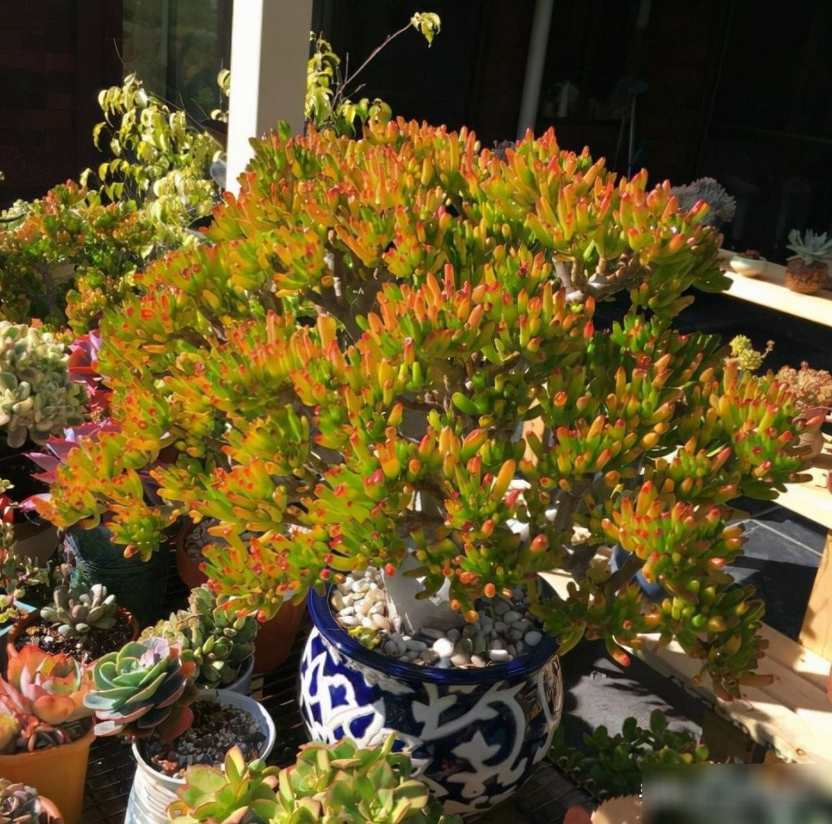 Dễ chăm hơn xương rồng, quên tưới 2 tuần vẫn tươi rói. Chỉ cần tưới 1 lần mỗi 10-14 ngày, cây vẫn tươi tốt. Quên tưới? Không sao. Tưới lại vài hôm là cây “hồi sinh” rực rỡ, xanh mướt như ngọc.