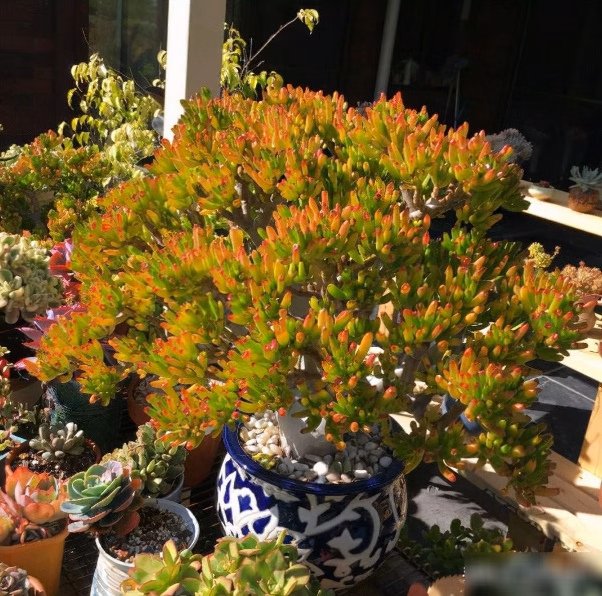 Dễ chăm hơn xương rồng, quên tưới 2 tuần vẫn tươi rói. Chỉ cần tưới 1 lần mỗi 10-14 ngày, cây vẫn tươi tốt. Quên tưới? Không sao. Tưới lại vài hôm là cây “hồi sinh” rực rỡ, xanh mướt như ngọc.