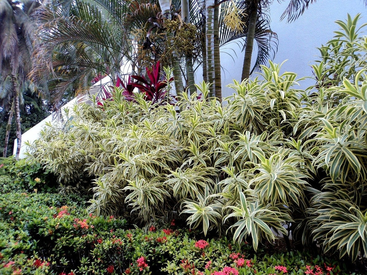 Trúc bách hợp cẩm thạch (Dracaena reflexa variegata) được ví như bản nhạc thiên nhiên, mỗi chiếc lá, mỗi đường vân đều kể câu chuyện sống động của rừng nhiệt đới.