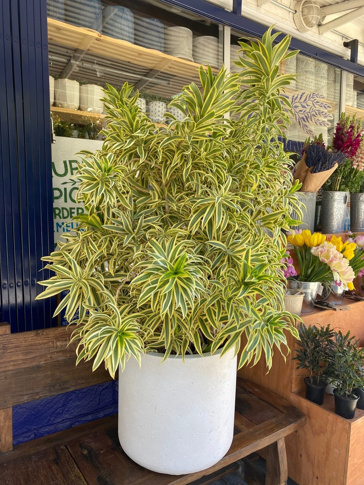 Với loài cây cảnh này, bất kỳ ai cũng dễ dàng cảm nhận sự tươi mới, tràn đầy sức sống mà nó mang lại cho không gian sống.