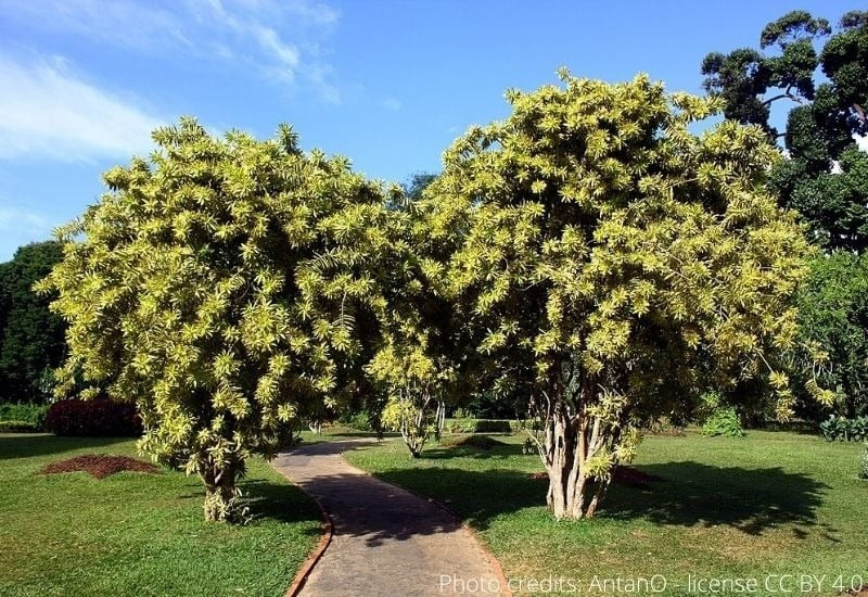 Cây dễ trồng, dễ chăm sóc, thích nghi tốt với môi trường trong nhà, phù hợp cả với người mới bắt đầu chơi cây cảnh.