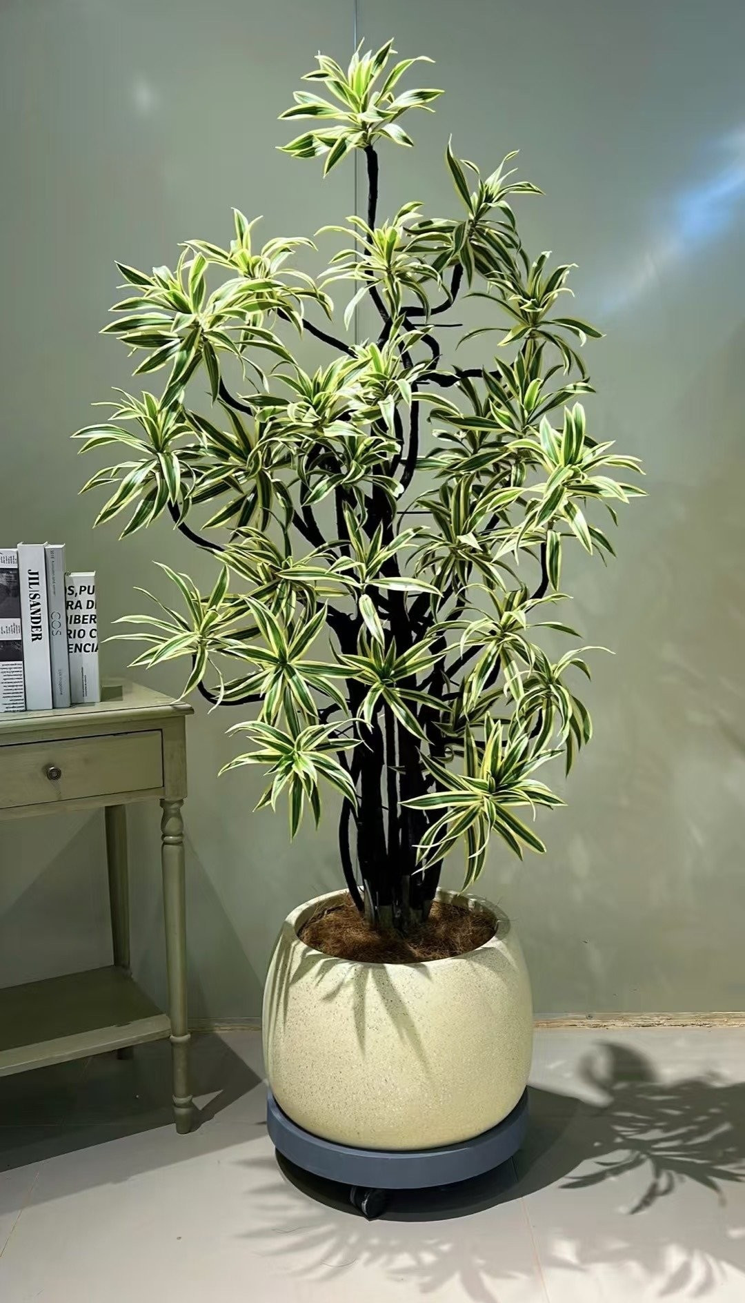 Với vẻ đẹp độc đáo, ý nghĩa phong thủy sâu sắc và lợi ích thiết thực, cây cảnh này xứng đáng là “ông trùm cây xanh trong nhà”, vừa trang trí vừa mang lại năng lượng tích cực.