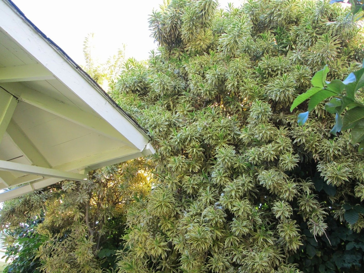 Nhờ hình dáng thanh mảnh, lá mọc xoắn quanh thân, trúc bách hợp cẩm thạch tạo nên hiệu ứng rừng rậm chỉ với một cây duy nhất.