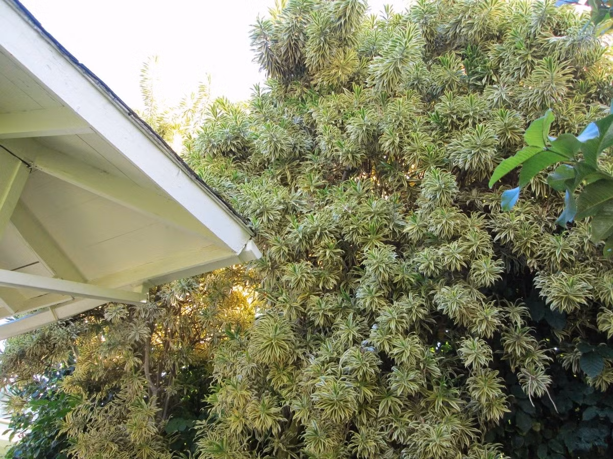 Nhờ hình dáng thanh mảnh, lá mọc xoắn quanh thân, trúc bách hợp cẩm thạch tạo nên hiệu ứng rừng rậm chỉ với một cây duy nhất.