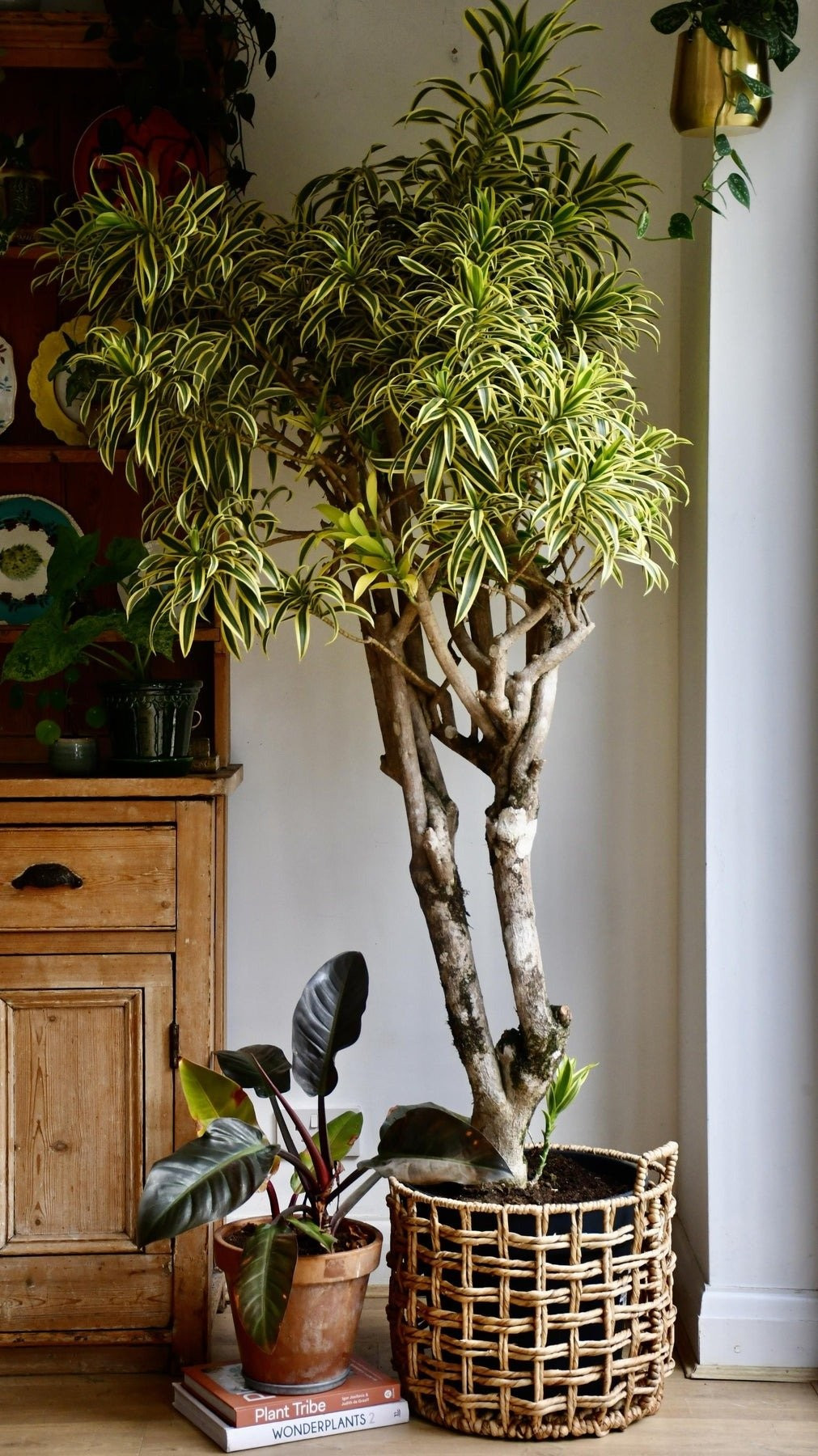 Ngoài ý nghĩa phong thủy, cây còn có khả năng thanh lọc không khí, hấp thụ khí độc như khói thuốc, đồng thời tăng lượng oxy trong phòng.