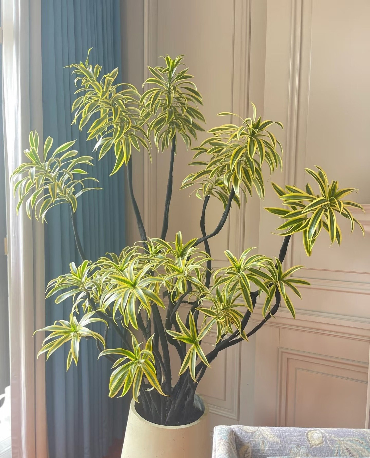 Nghiên cứu chỉ ra, cây cảnh Dracaena reflexa variegata giúp giảm stress, cải thiện giấc ngủ và tạo môi trường sống thư giãn, thoải mái.