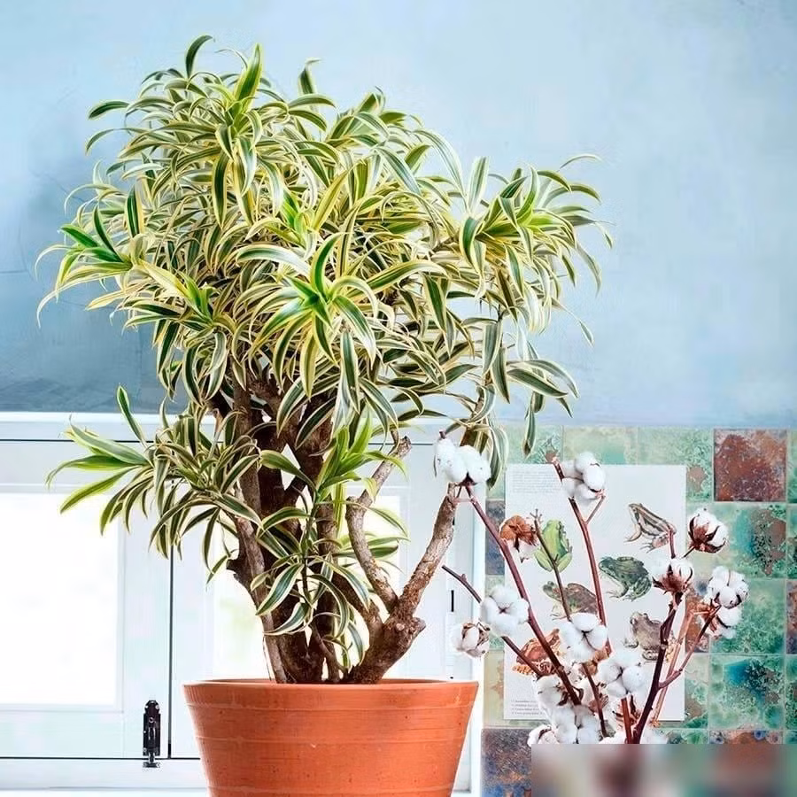 Trúc bách hợp cẩm thạch còn thường được chọn làm quà tặng phong thủy, gửi gắm lời chúc bình an, tài lộc và thịnh vượng đến người nhận.