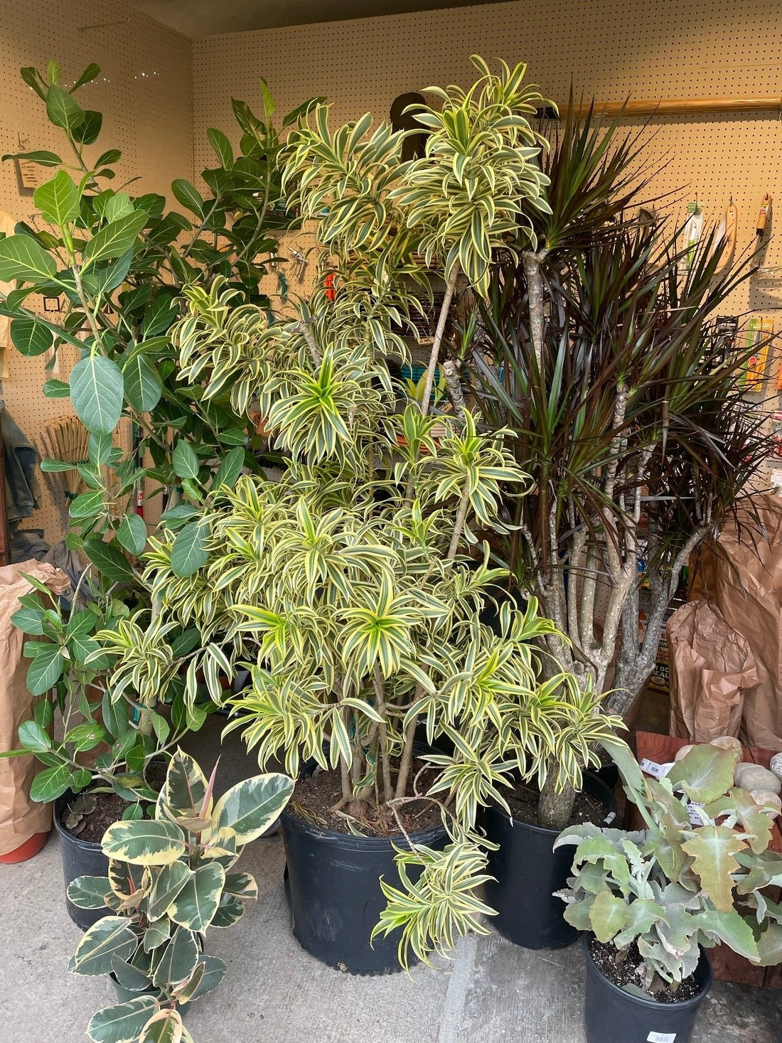 Cây cảnh này hiếm khi ra hoa, nhưng khi nở sẽ xuất hiện chùm hoa nhỏ màu trắng ngà, mang hương sắc tinh khôi và duyên dáng.